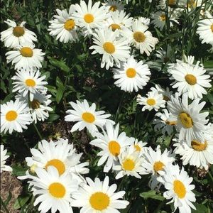 Meet your Posher, Macy